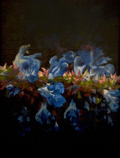 Bog Sage, Eden Project Gardens