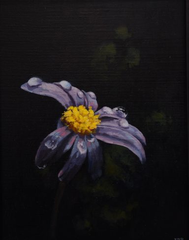 Blue Daisy, Eden Project Gardens