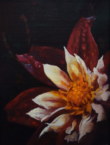 Dahlia, Eden Project Gardens