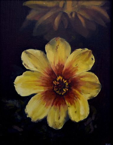 Garden Dahlia, Eden Project Gardens